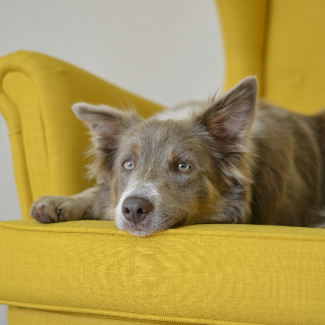 Rescue Dog Resting on Yellow Chair A relaxed rescue dog lies on a bright yellow armchair.