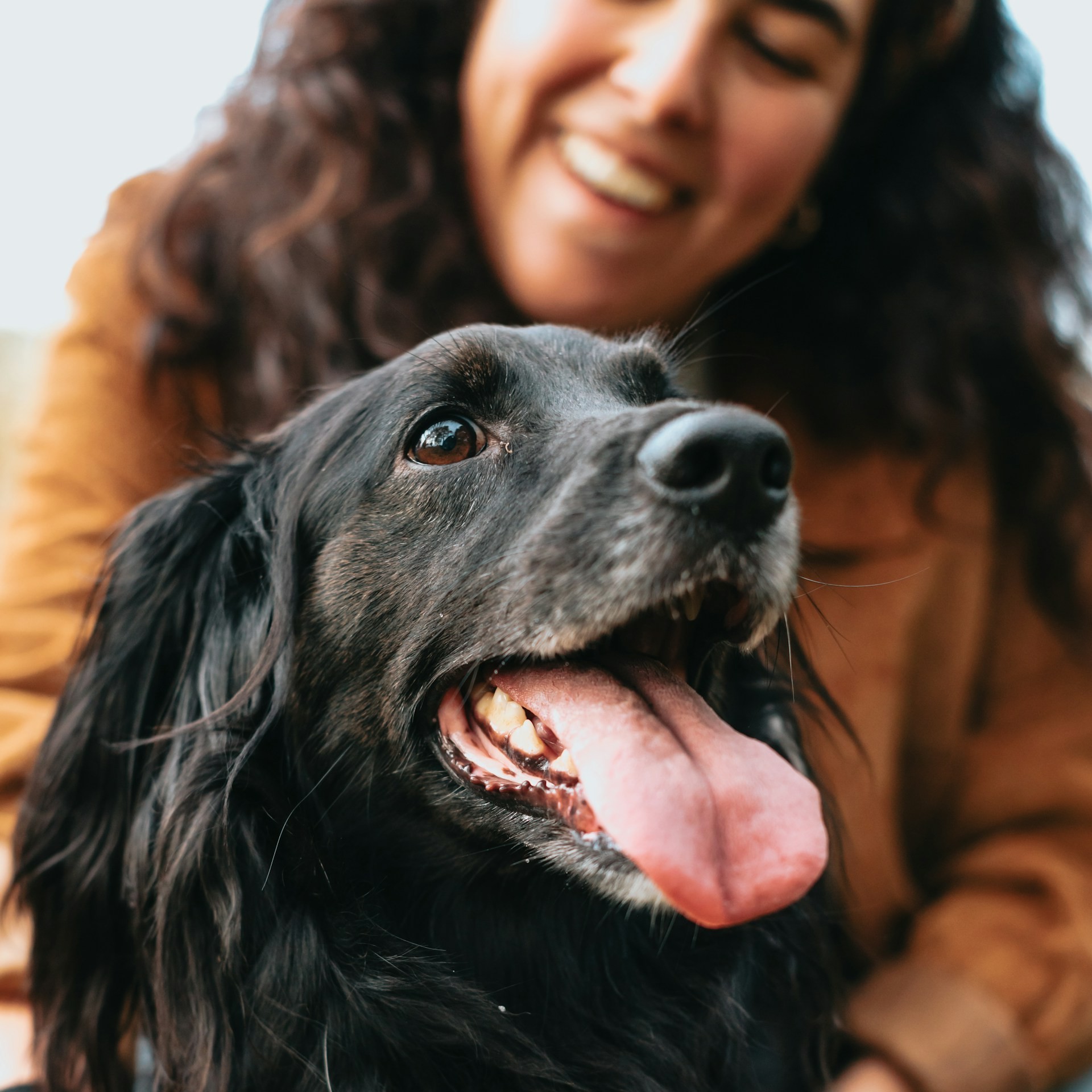 Happy Rescue Dog with Owner A happy black dog with its tongue out sits with a smiling woman