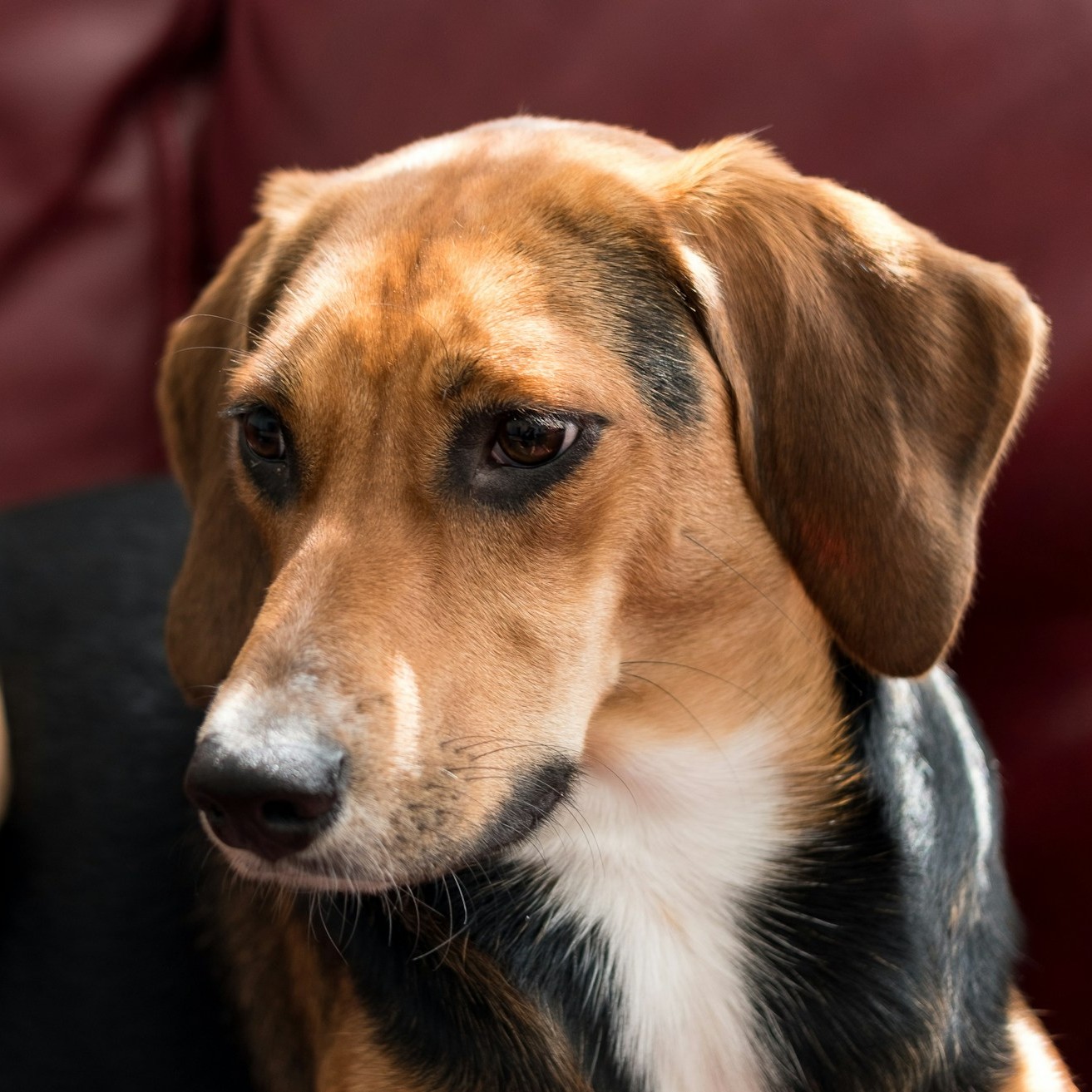 Portrait of a Border Beagle Portrait of a Border Beagle