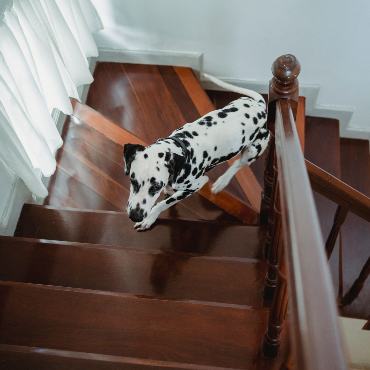 Dalmatian on Wooden Stairs Dalmatian carefully navigates down a wooden staircase
