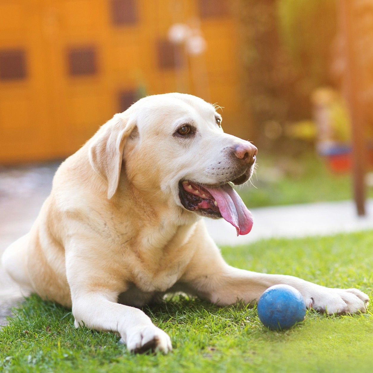 Labrador Relaxing on Grass A Labrador Retriever lies on grass with a blue ball nearby