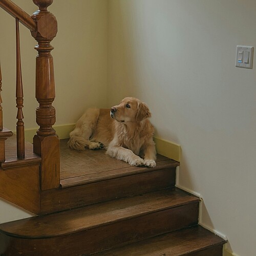 Stairs Are More Difficult for Dogs Than They Look. Help Your Pup Out.