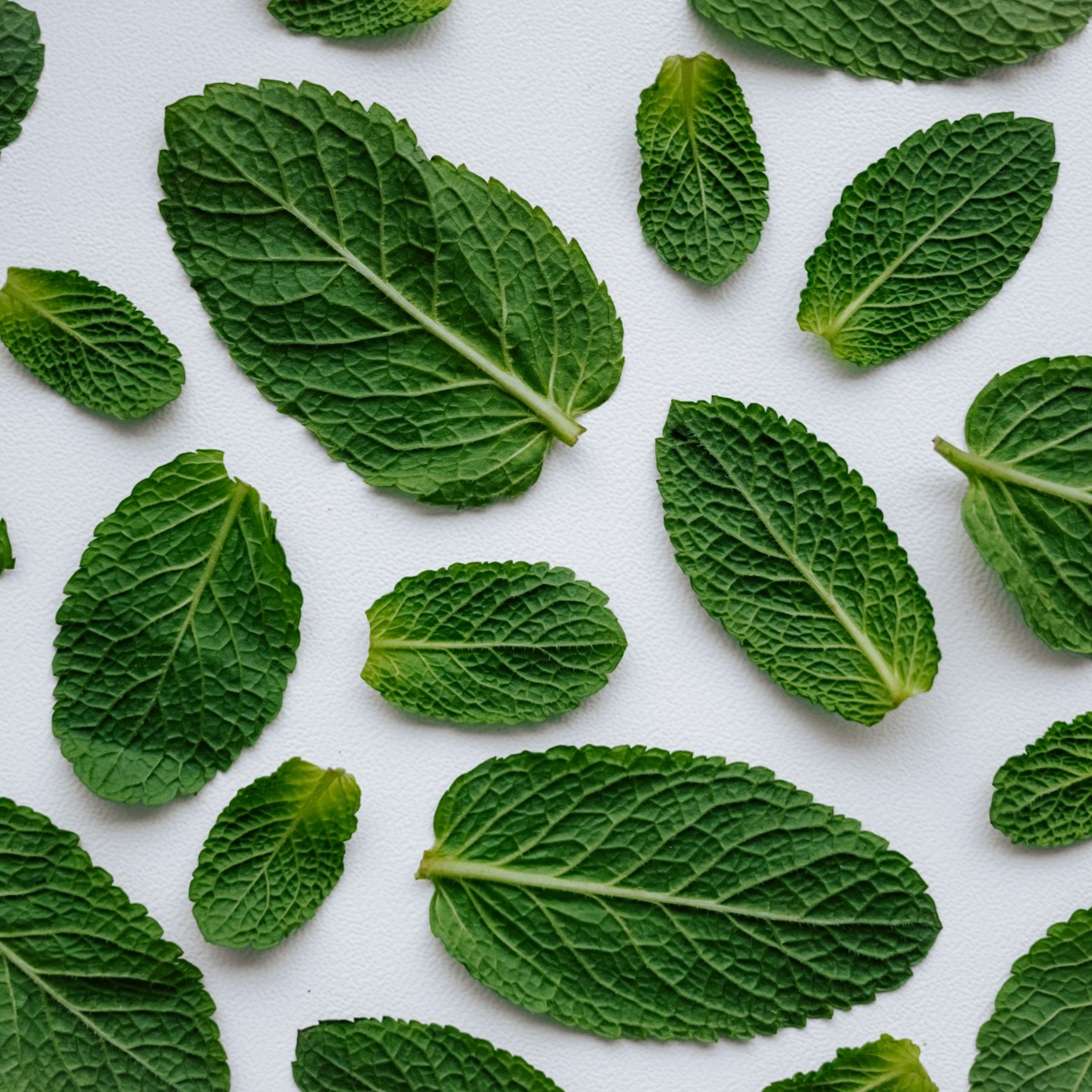 Fresh mint leaves are spread out on a white surface for drying