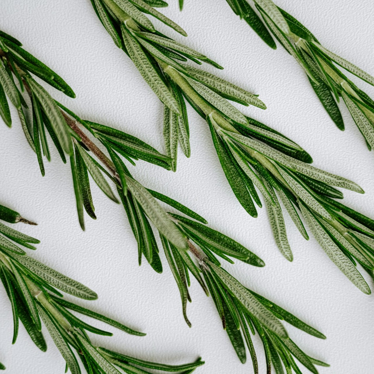 Fresh rosemary sprigs are laid out on a white surface for drying