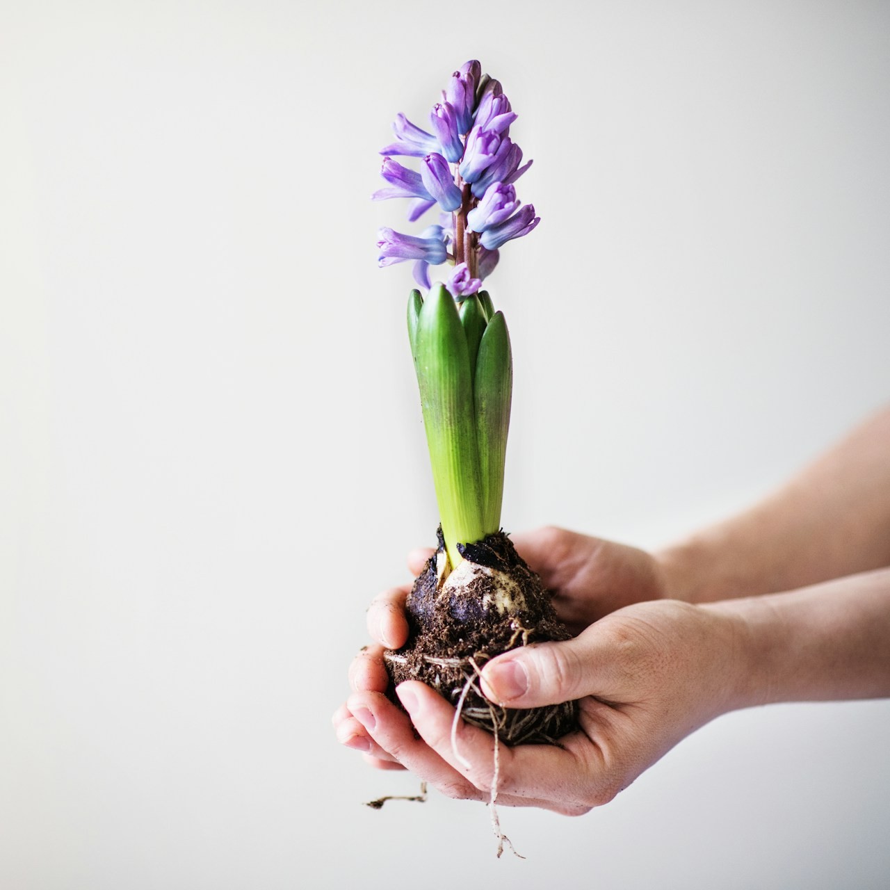 Blooming Hyacinth Bulb in Hands Hands gently hold a blooming purple hyacinth bulb against a plain background