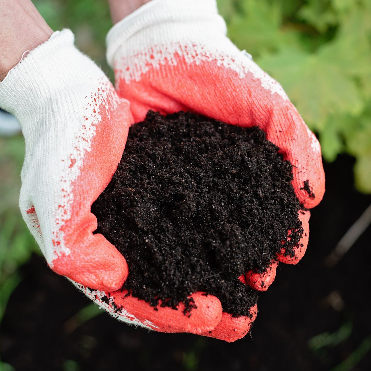 Gardener Holding Rich Soil Gardener holds rich, dark soil in red and white gloves