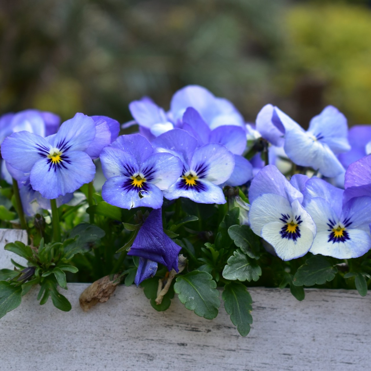 Purple and White Pansies in Planter Vibrant purple and white pansies bloom in a wooden planter