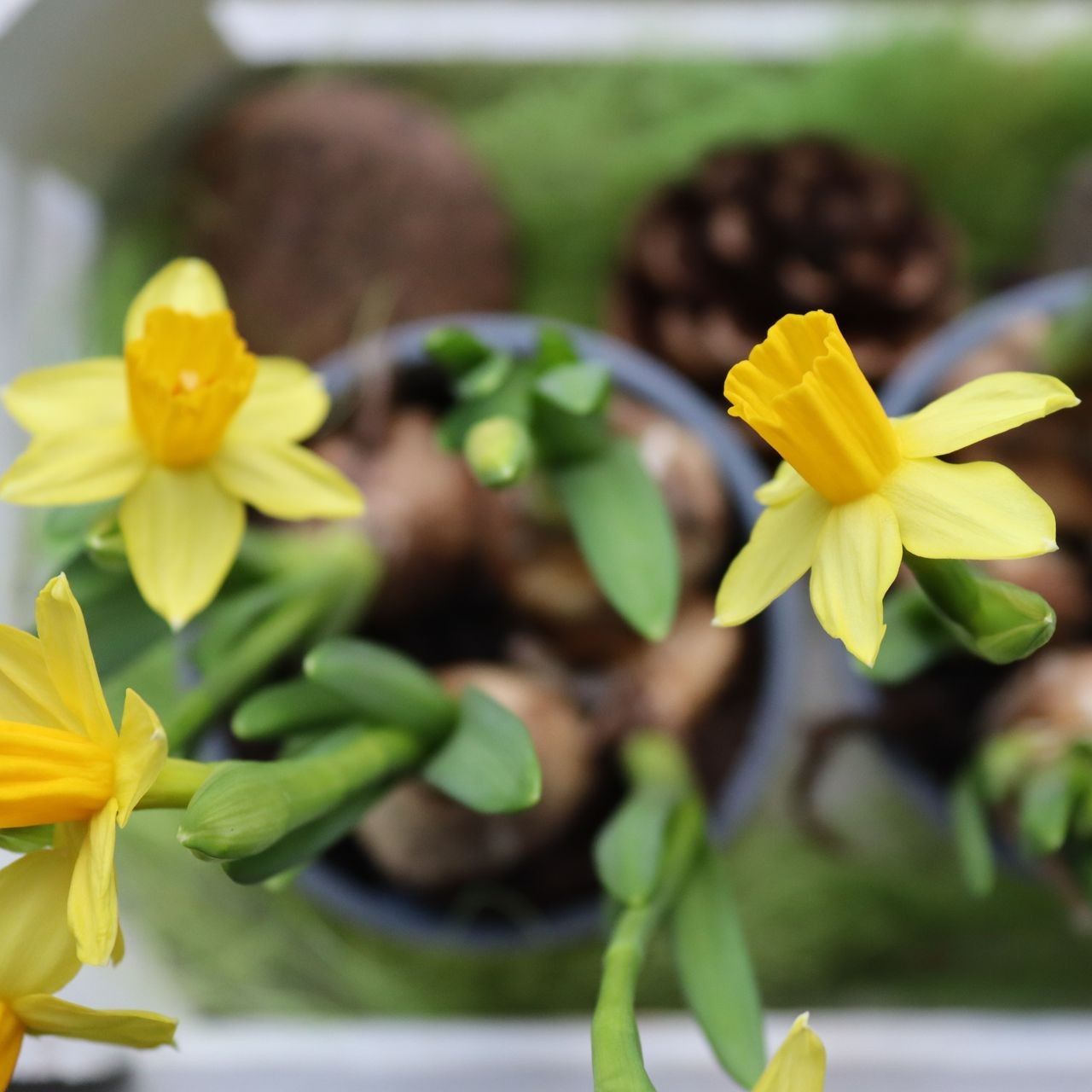 Yellow Daffodils in Pots Bright yellow daffodils bloom in small pots with green leaves