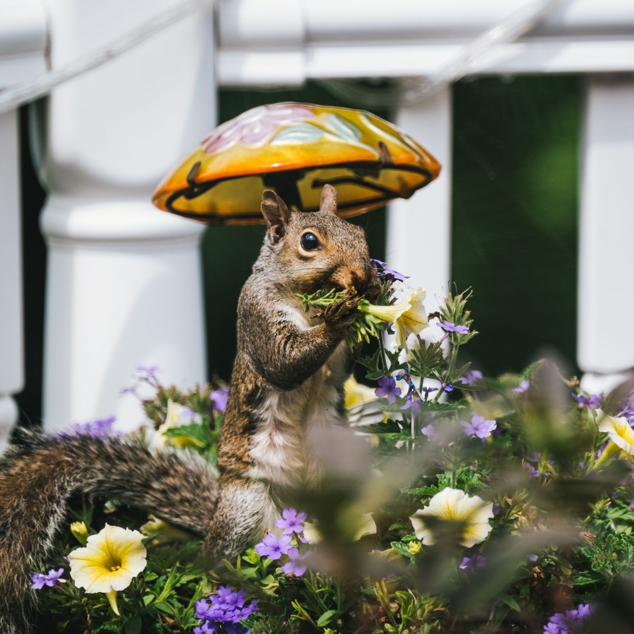 Squirrel Enjoying Flowers in Garden A squirrel eats flowers in a colorful garden under a decorative umbrella