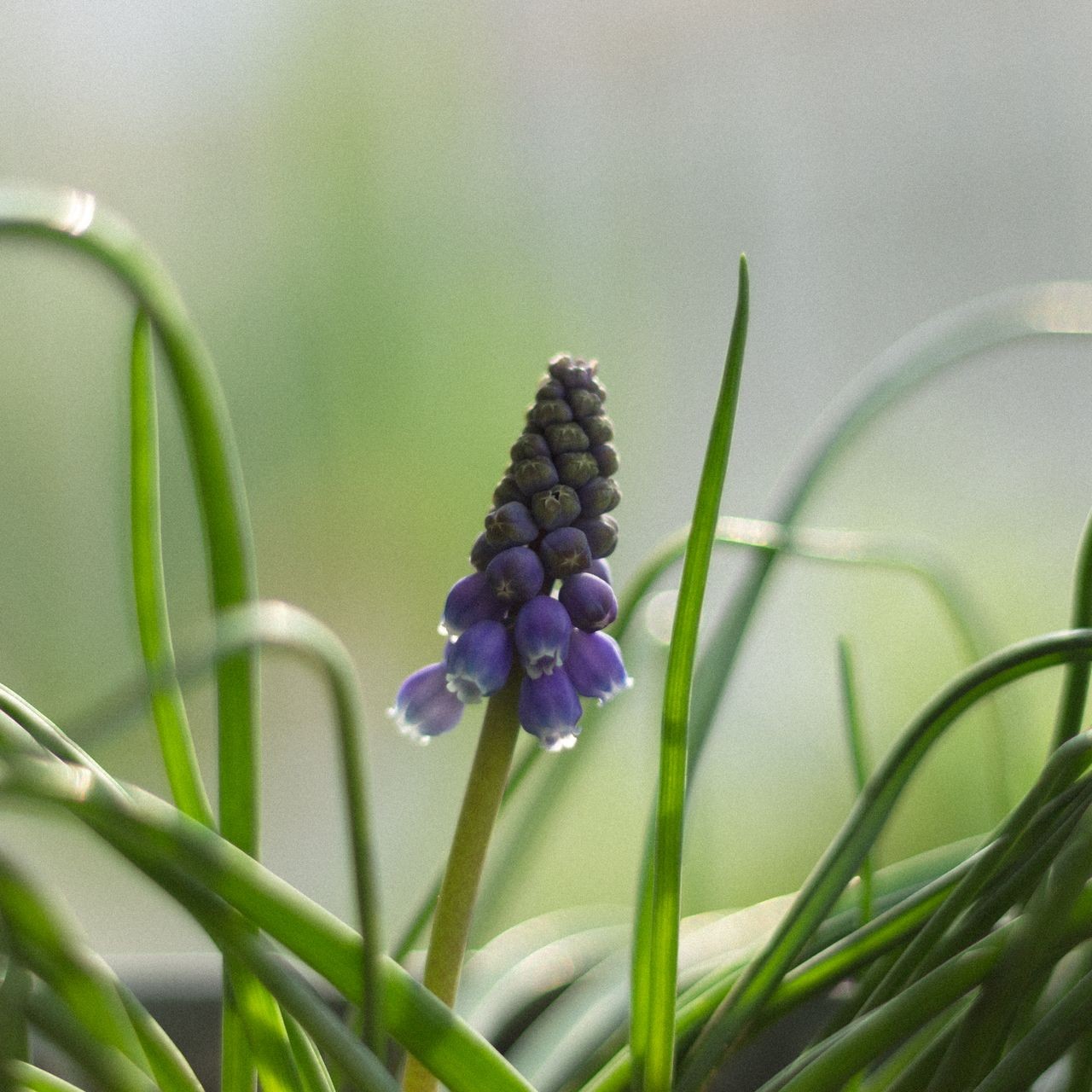 Grape Hyacinth in Bloom Purple grape hyacinth blooms among green leaves in a garden