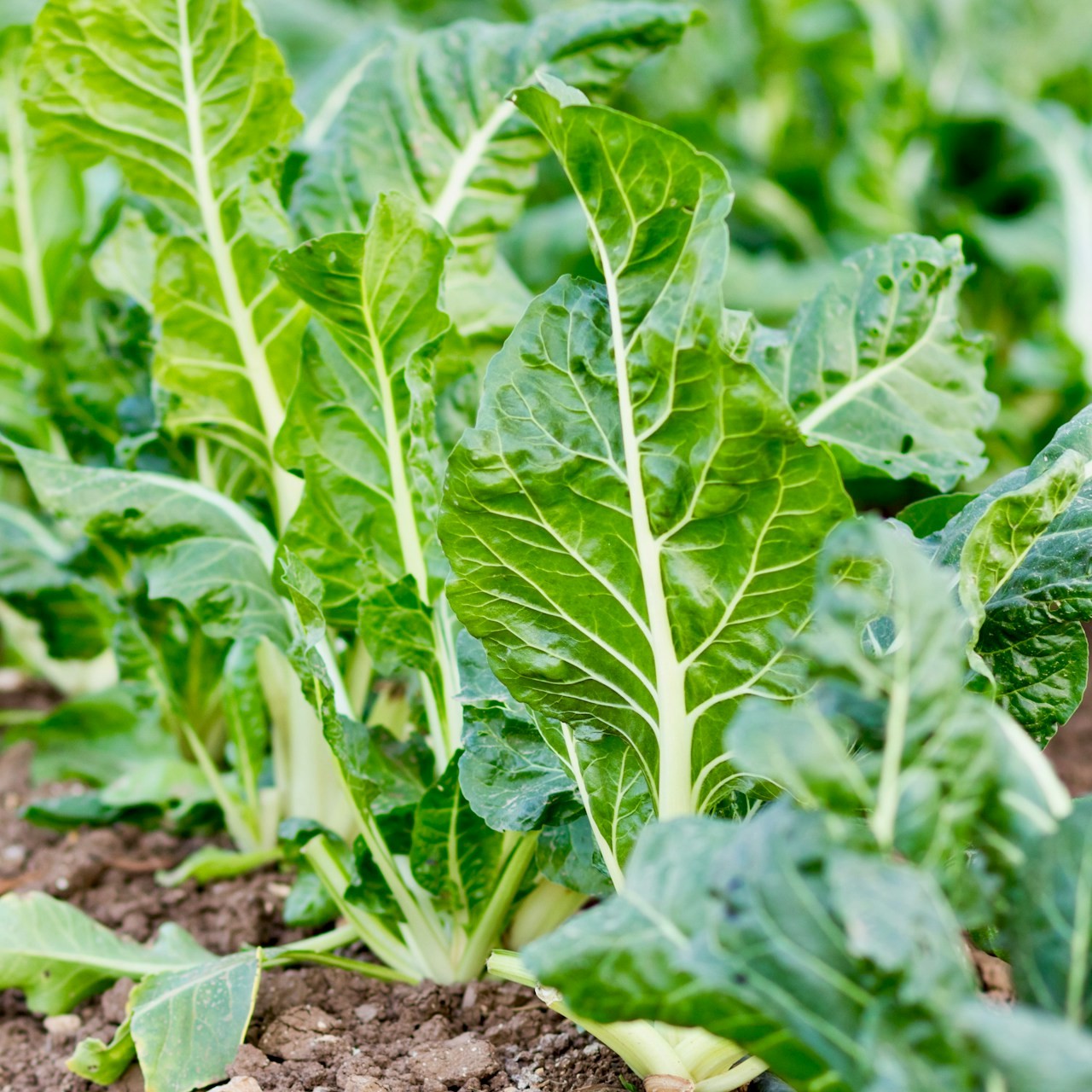 Chard Plants in October Garden Green chard plants grow in a garden bed with healthy leaves