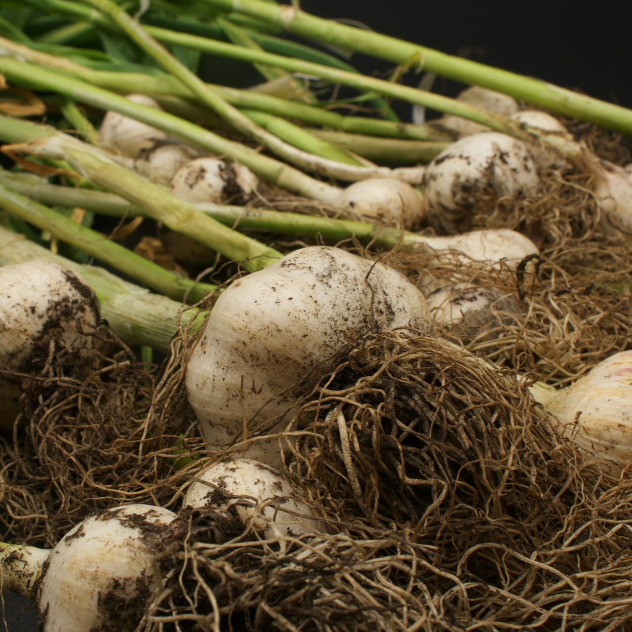 Freshly Harvested Garlic Bulbs Freshly harvested garlic bulbs with roots and stems attached