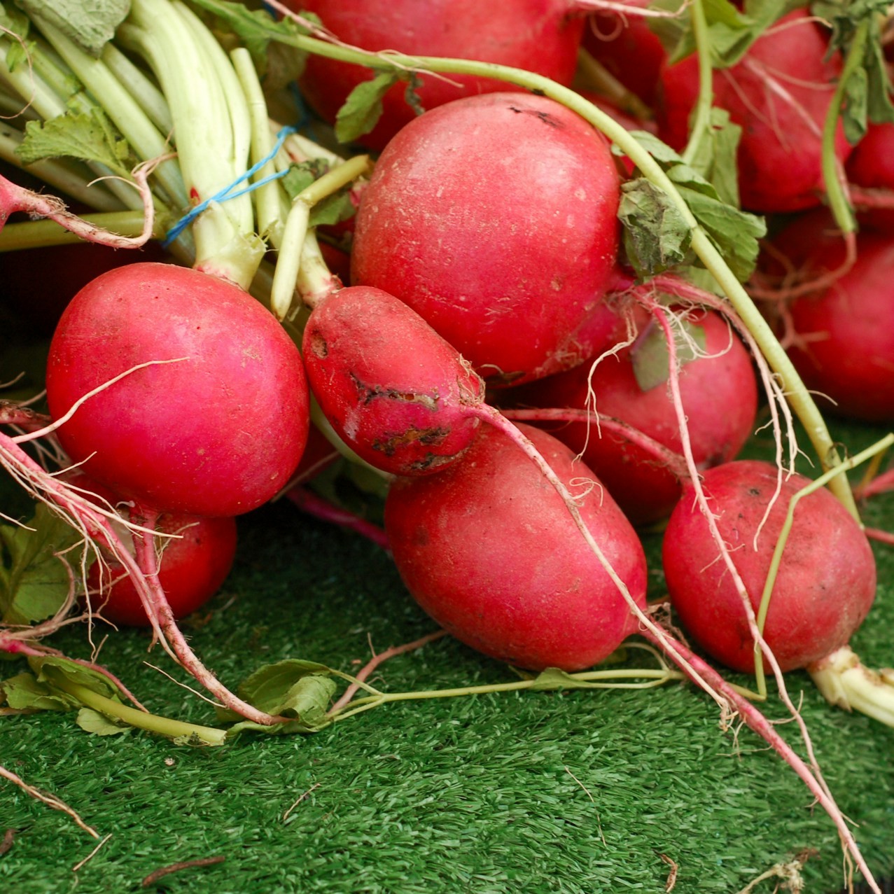 Fresh Radishes Harvest Freshly harvested radishes with green leaves lie on a green surface