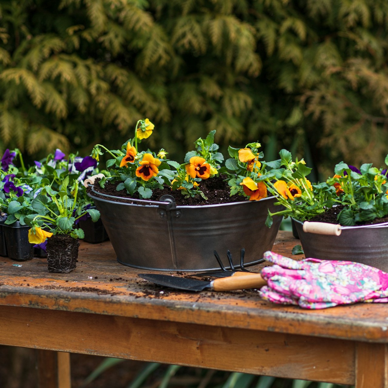 Planting Pansies in October Colorful pansies are planted in metal containers on a wooden table