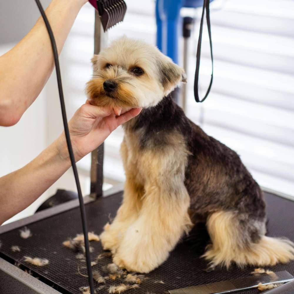 dog grooming