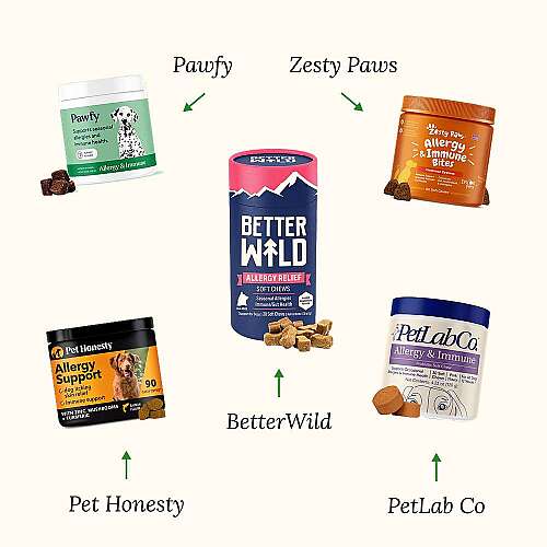 Top 5 Allergy Supplements for Dogs in 2025: A Comprehensive Comparison